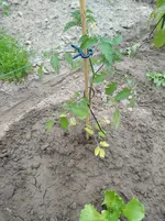 IMG_20180530_192657.webp
