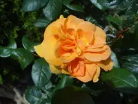 DSC03016.webp
