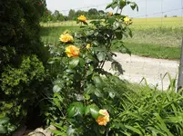 DSC03017.webp