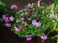 DSC03021.jpg