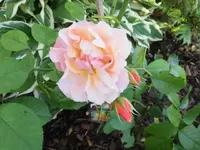 DSCI2956.webp