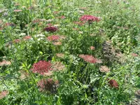 Daucus rosa.webp