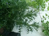 Distel.webp