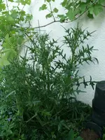 Distel.webp