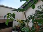 IMG_20180531_083724.jpg