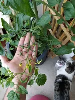 IMG_20180531_083838.webp