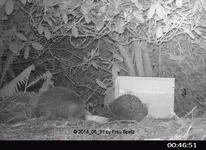 Forum Igel 2 2018_05_31 STC_0011.webp