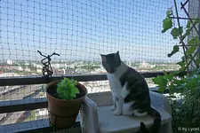 c064.webp