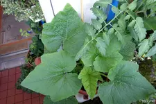 c065.webp