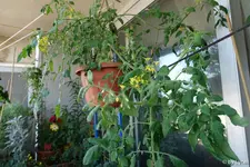 c070.webp