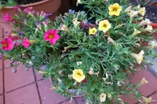 c071.webp