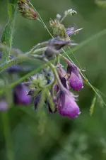 bachblume.webp