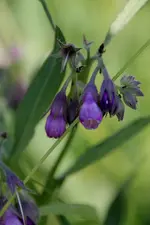 bachblüme1.webp