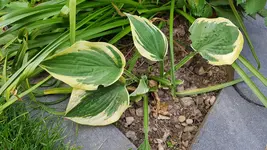 20180531_120823.jpg