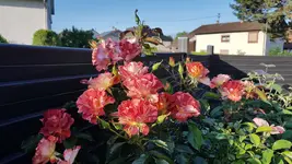 20180531_072008.jpg