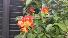 20180528_182757.webp