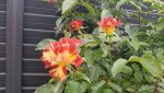 20180528_182757.jpg