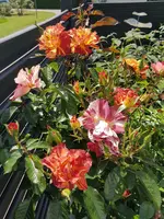 20180531_124956.webp