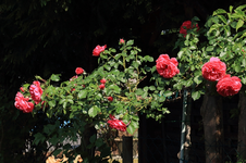 Hochstamm_Rosarium Uetersen_full bloom_800.webp