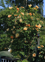 Maigold_gold_gelb_orange_full bloom_800.JPG