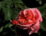 Mary Anne_bloom_Tropfen_still life_900.JPG