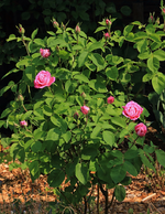 Mrs John Laing_full bloom_900.webp