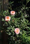 Strauchrose_rosa_in bloom_700.JPG