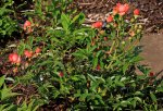 Teerose_hellrot_lachs_gefüllt_Knospen_800.JPG