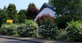 Rosa multiflora_Strassenansicht_full bloom_900.JPG