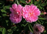 Rosa majalis foecundissima_800.JPG