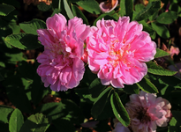 Rosa majalis foecundissima_800.webp