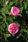 Moosrose_centifolia muscosa rosa_gefüllt_full bloom_700.JPG