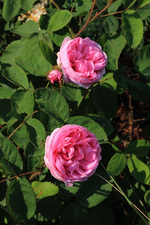 Moosrose_centifolia muscosa rosa_gefüllt_full bloom_700.webp