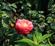 Nostalgie_full bloom_800.webp