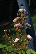 Perennial Blush_full bloom_white_rosa_700.webp