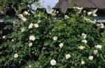 Rose weiss_namenlos_full bloom_3 m hoch_800.JPG