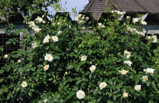 Rose weiss_namenlos_full bloom_3 m hoch_800.webp