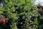 Rosa multiflora_full bloom_900.JPG