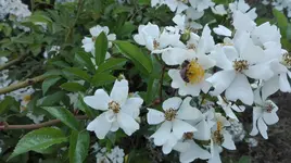 IMG_20180531_070447.webp