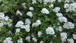 IMG_20180531_070408.jpg