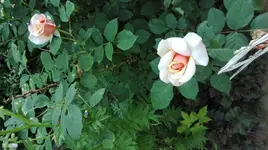 IMG_20180531_070159.webp