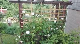 IMG_20180527_095130.jpg