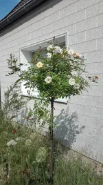 IMG_20180527_095035.webp