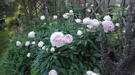 IMG_20180531_070114.webp