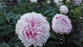 IMG_20180531_070057.webp