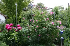 Rose Louse Odier0618.webp