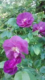 IMG_20180523_164342.webp