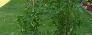 Wild 2.webp