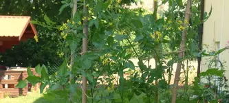 Wild 3.jpg