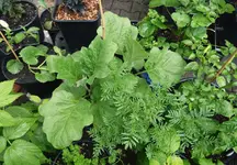 Aubergine.webp
